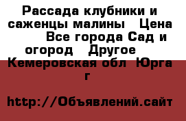 Рассада клубники и саженцы малины › Цена ­ 10 - Все города Сад и огород » Другое   . Кемеровская обл.,Юрга г.